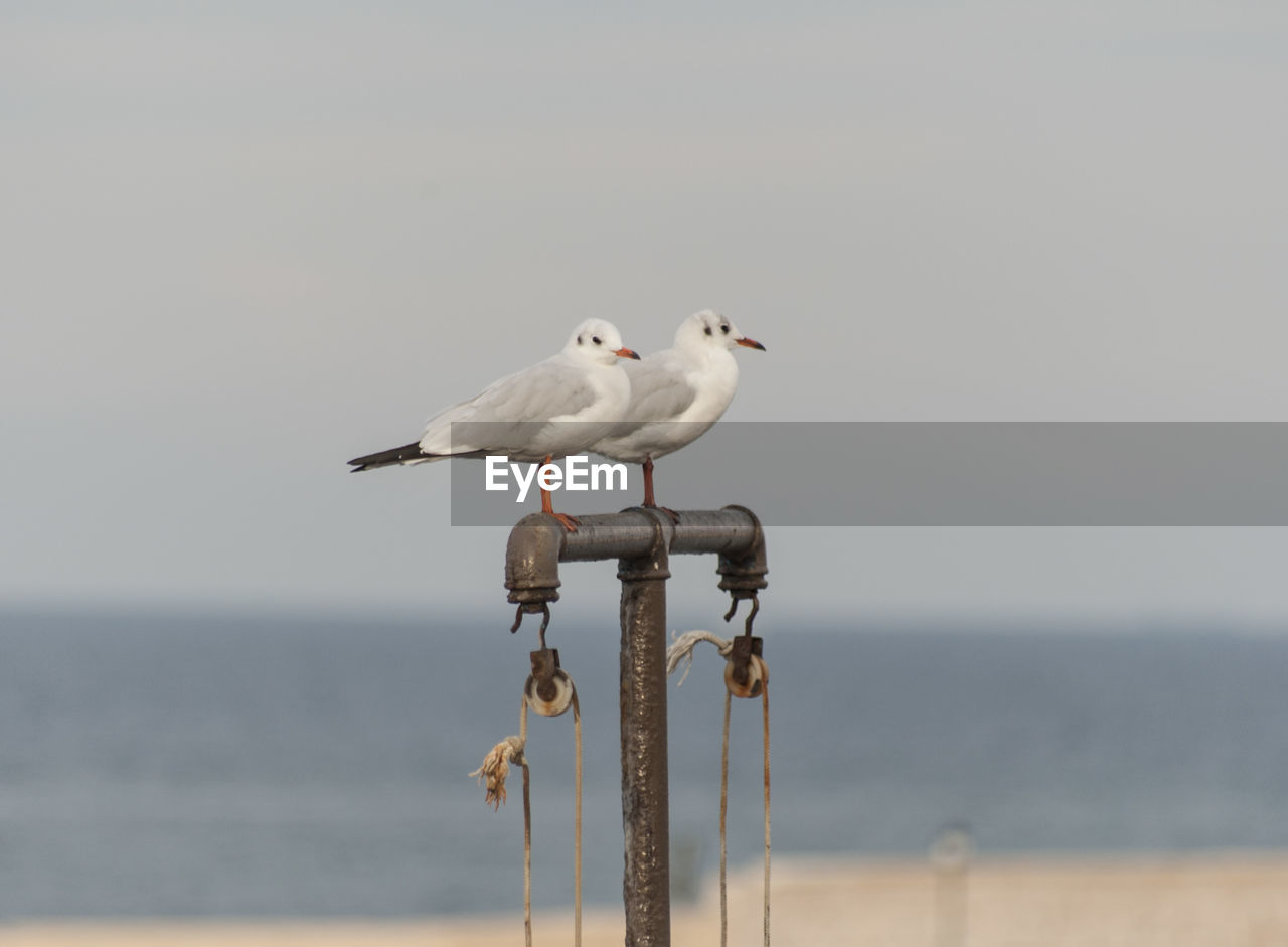 BIRDS PERCHING ON WALL