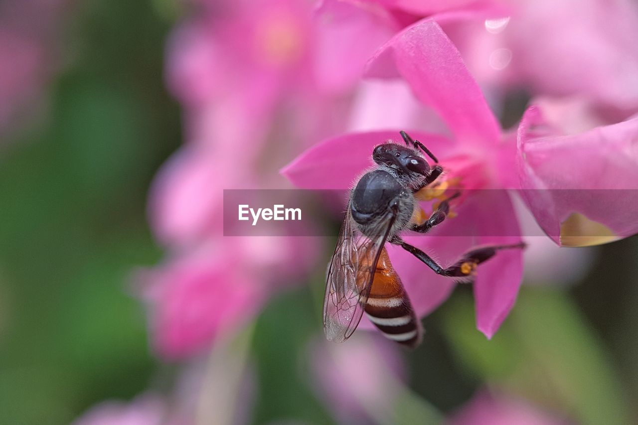 CLOSE-UP OF INSECT ON PINK FLOWERS