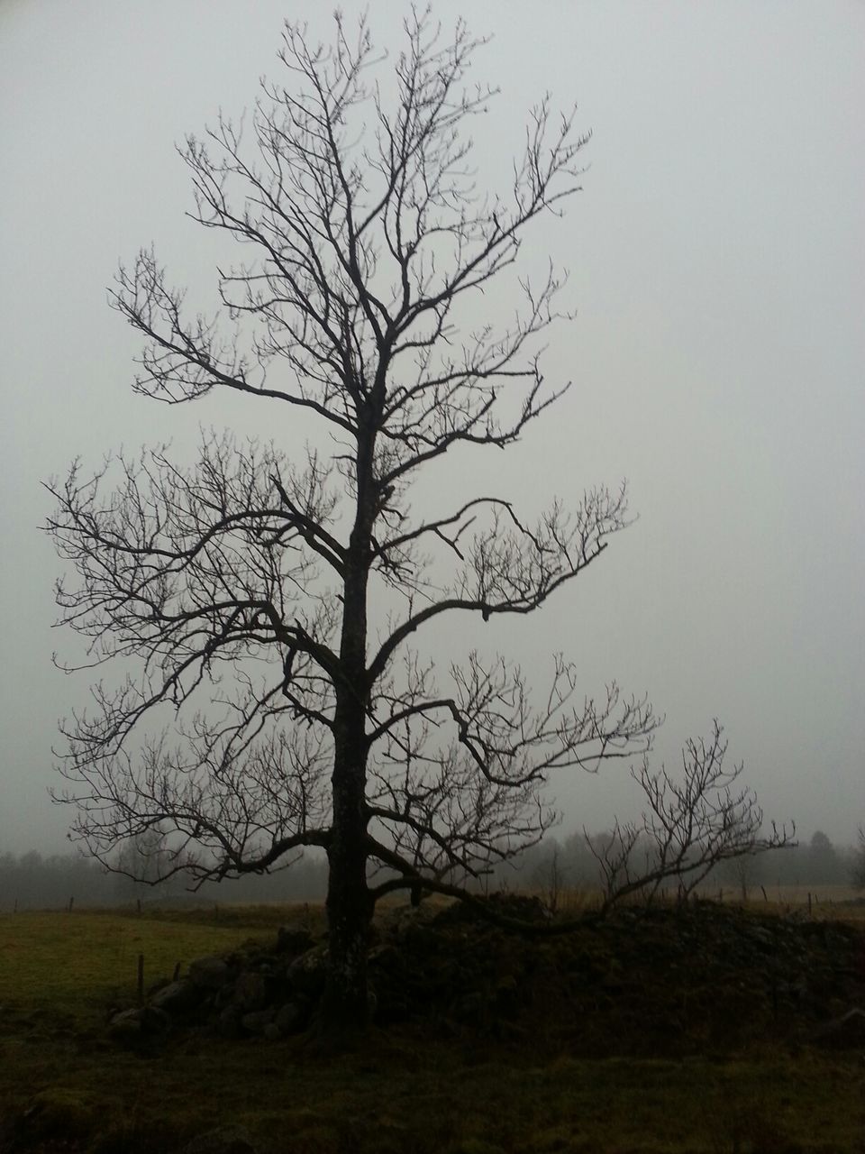 Bare tree in field