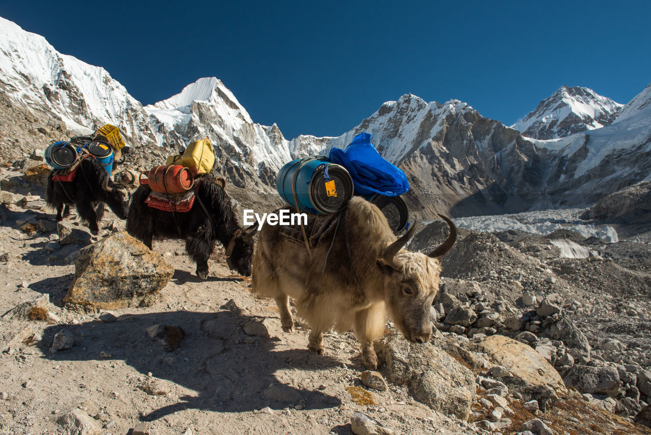 View of sheep on rock