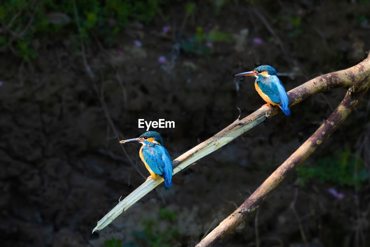 BLUE BIRD PERCHING ON BRANCH