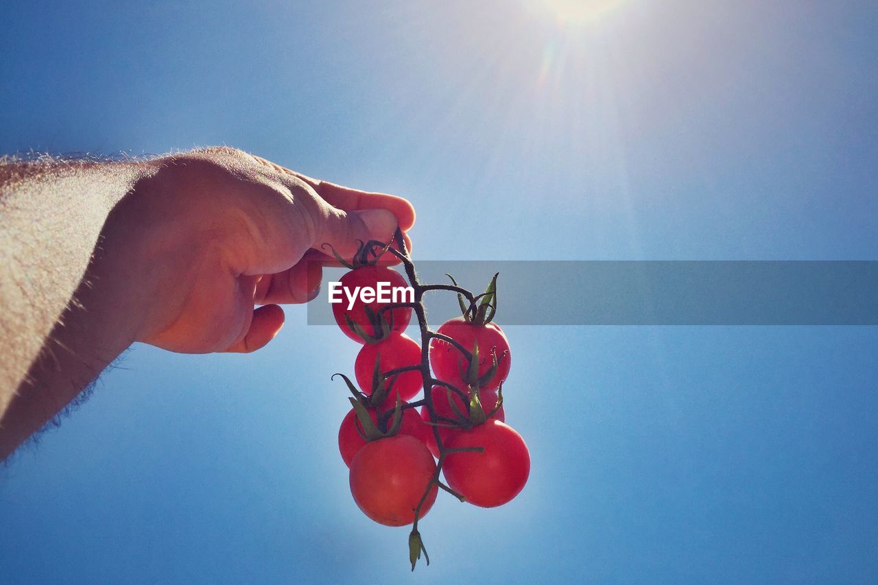 Cropped image of hand holding tomatoes against blue sky on sunny day