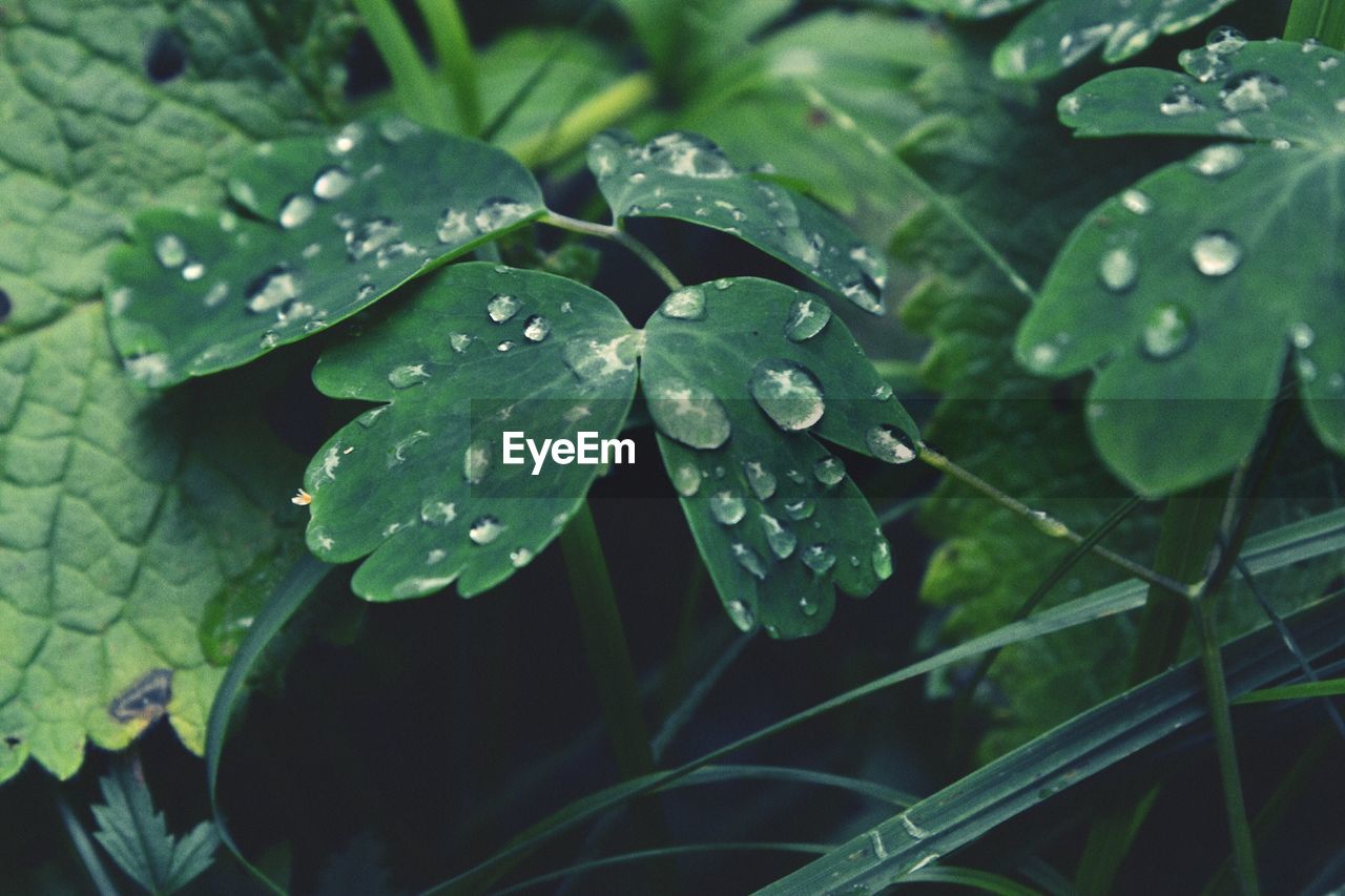 MACRO SHOT OF WATER DROPS ON LEAF