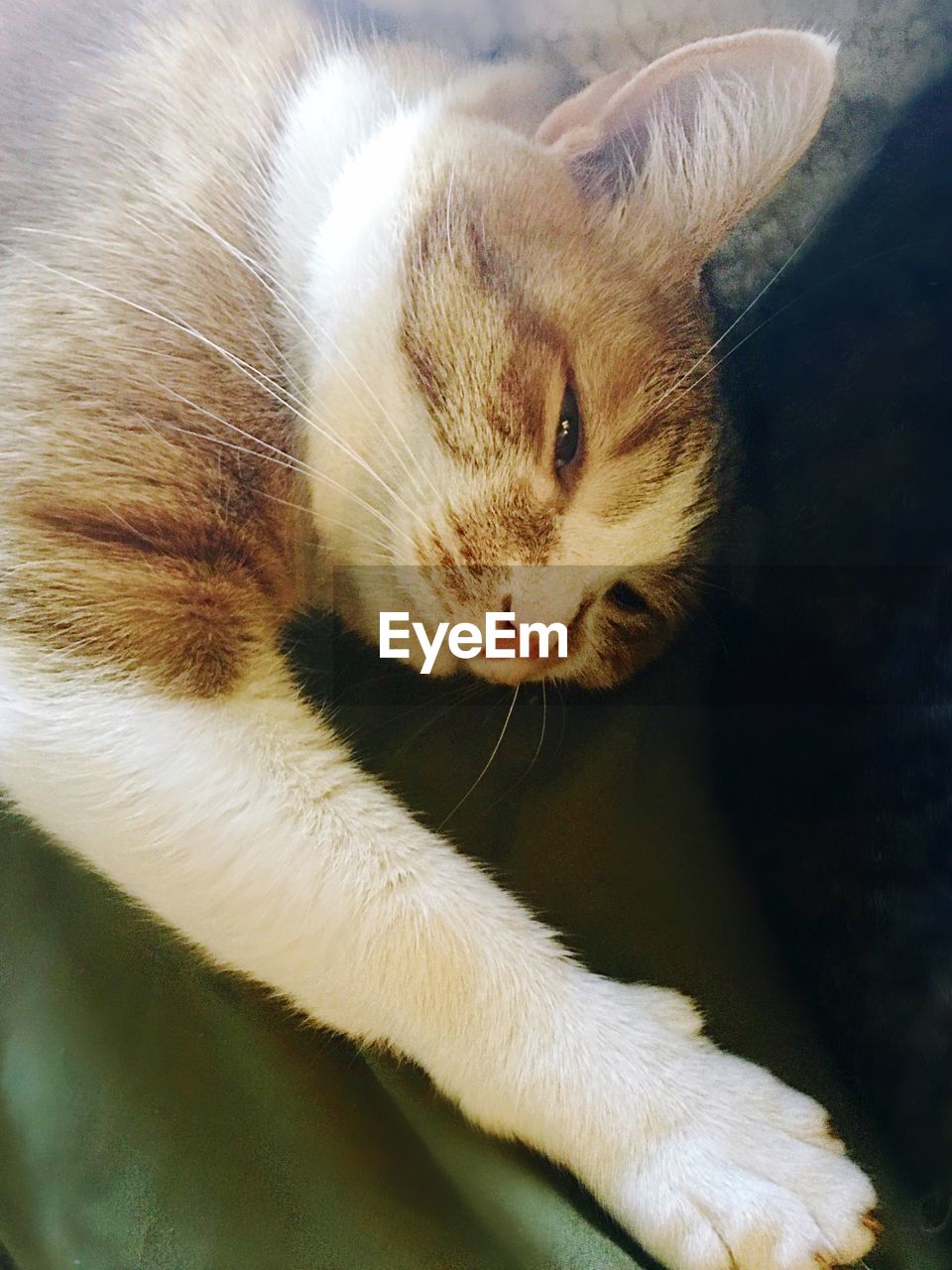 High angle view of cat relaxing on sofa