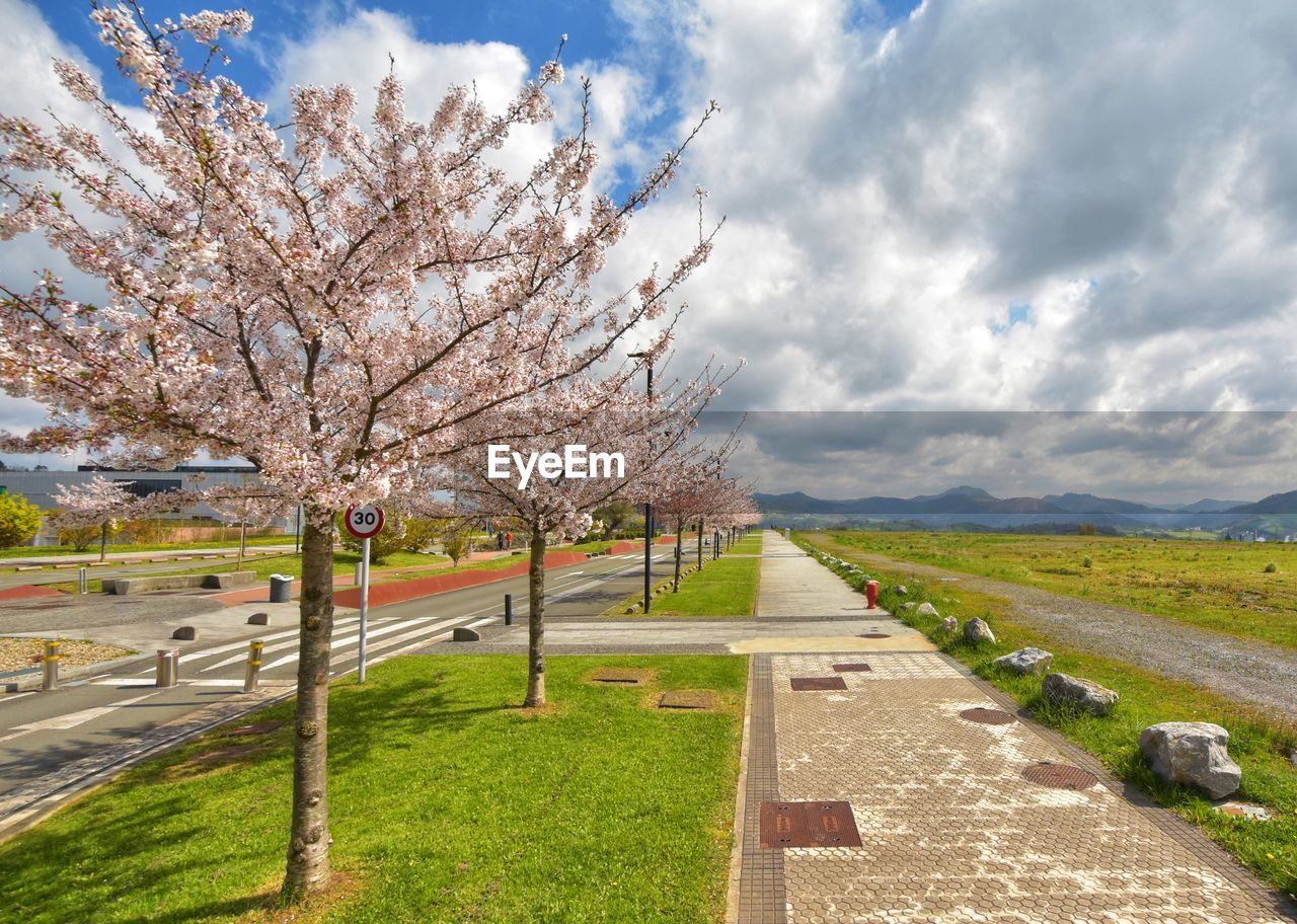 VIEW OF CHERRY BLOSSOM TREE ON FOOTPATH