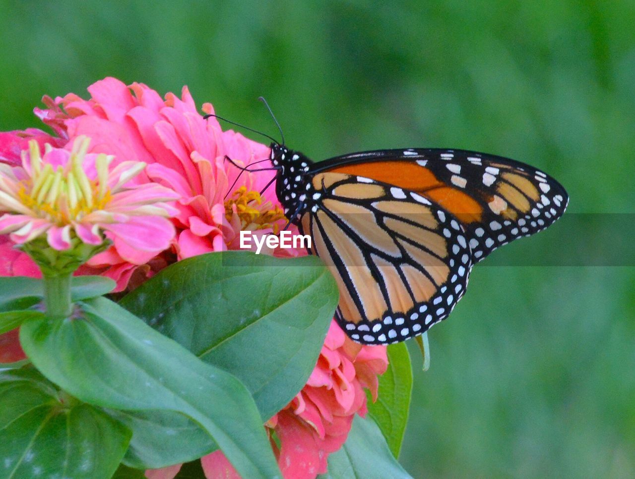 CLOSE-UP OF BUTTERFLY ON PINK FLOWER