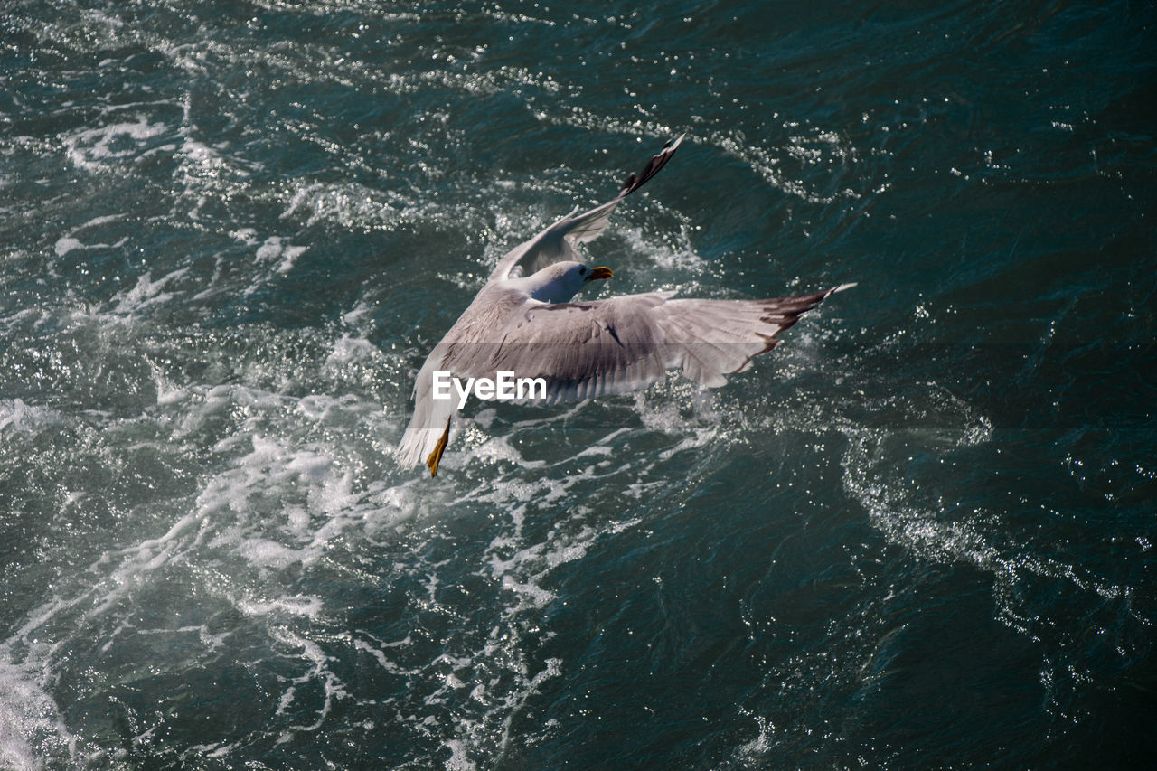 HIGH ANGLE VIEW OF SEAGULL FLYING