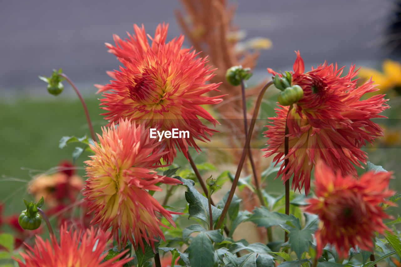 CLOSE-UP OF FLOWERS BLOOMING OUTDOORS
