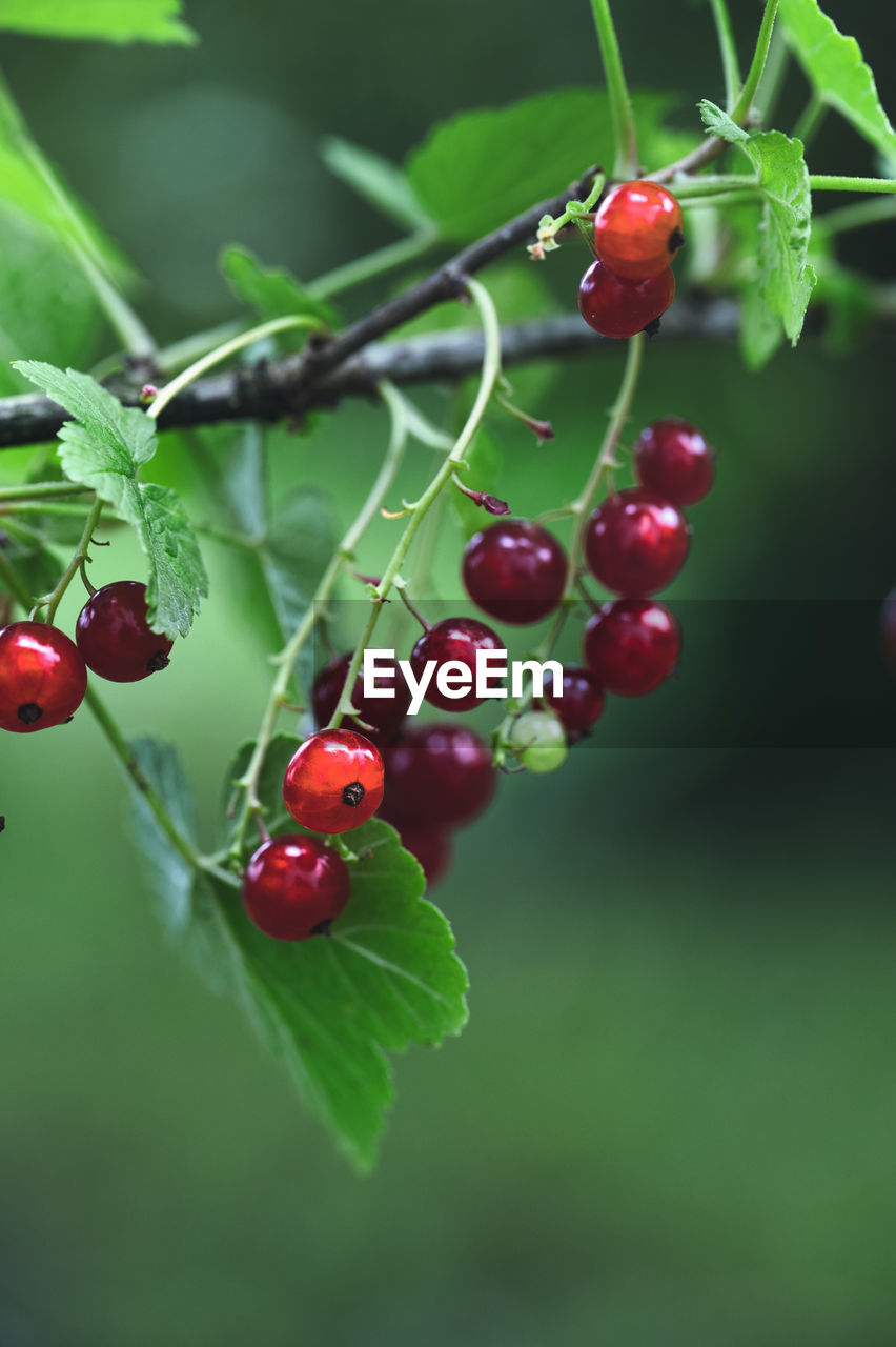 fruit, food, food and drink, healthy eating, plant, freshness, red, berry, leaf, plant part, tree, nature, close-up, cherry, growth, wellbeing, branch, no people, focus on foreground, flower, produce, green, macro photography, day, shrub, twig, outdoors, ripe, selective focus, beauty in nature, hanging, plant stem, juicy, hawthorn, currant
