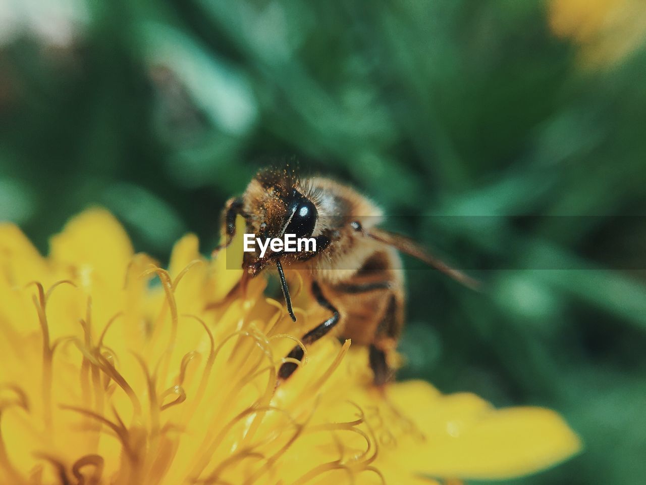 Close-up of bee pollinating on dandelion