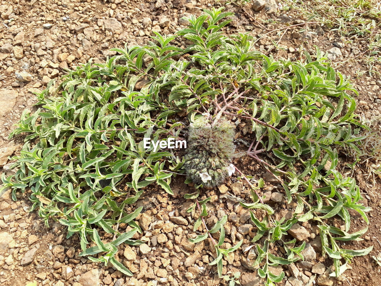 HIGH ANGLE VIEW OF SUCCULENT PLANT IN FIELD