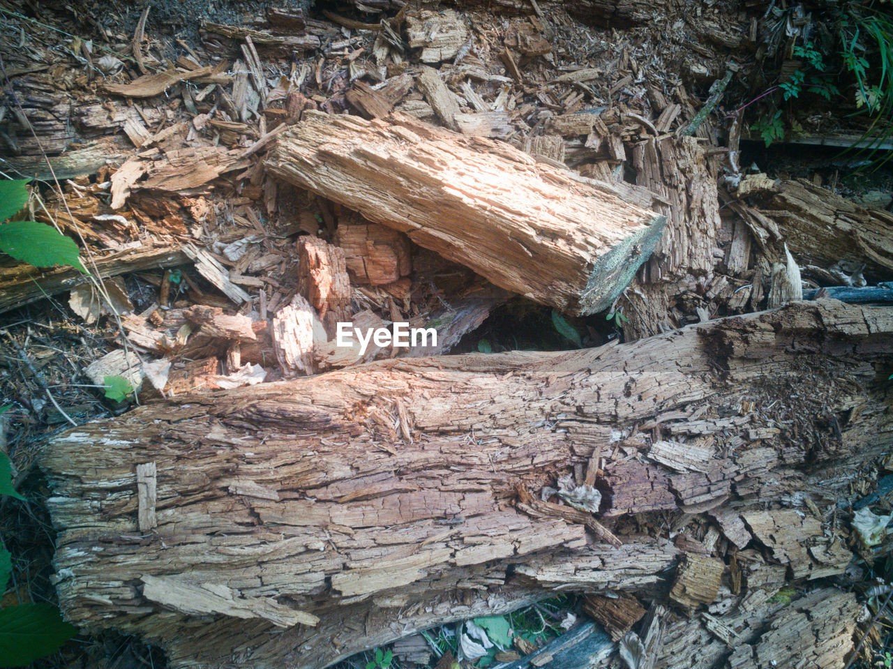 HIGH ANGLE VIEW OF TREE TRUNK