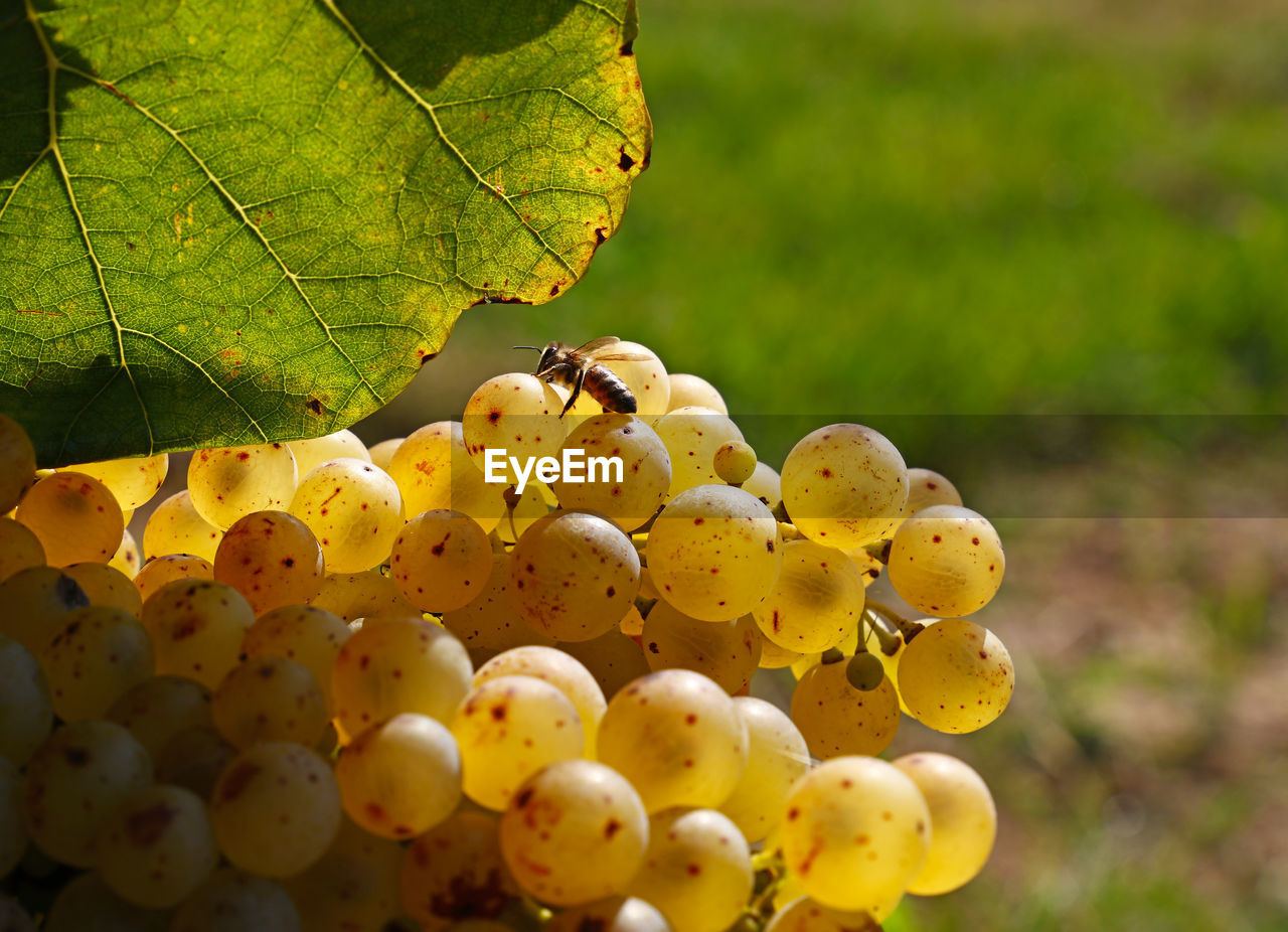 CLOSE-UP OF GRAPES AND YELLOW FRUITS