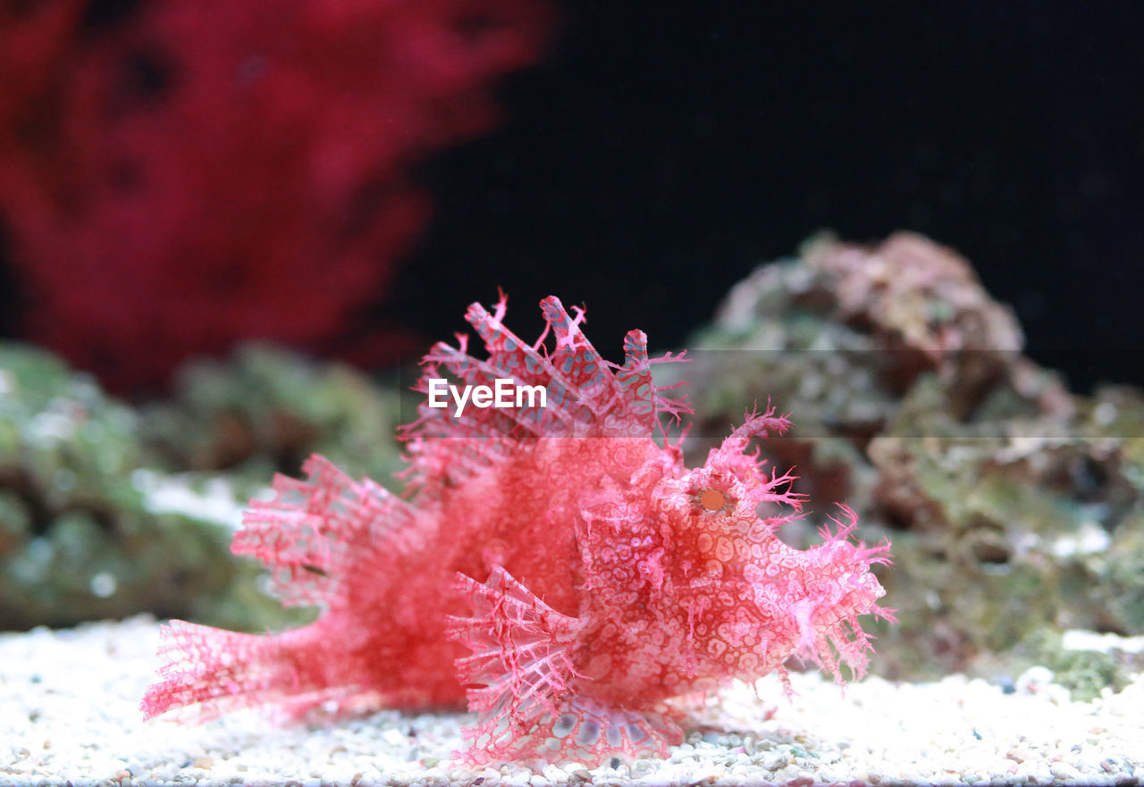 CLOSE-UP OF CORAL ON SEA