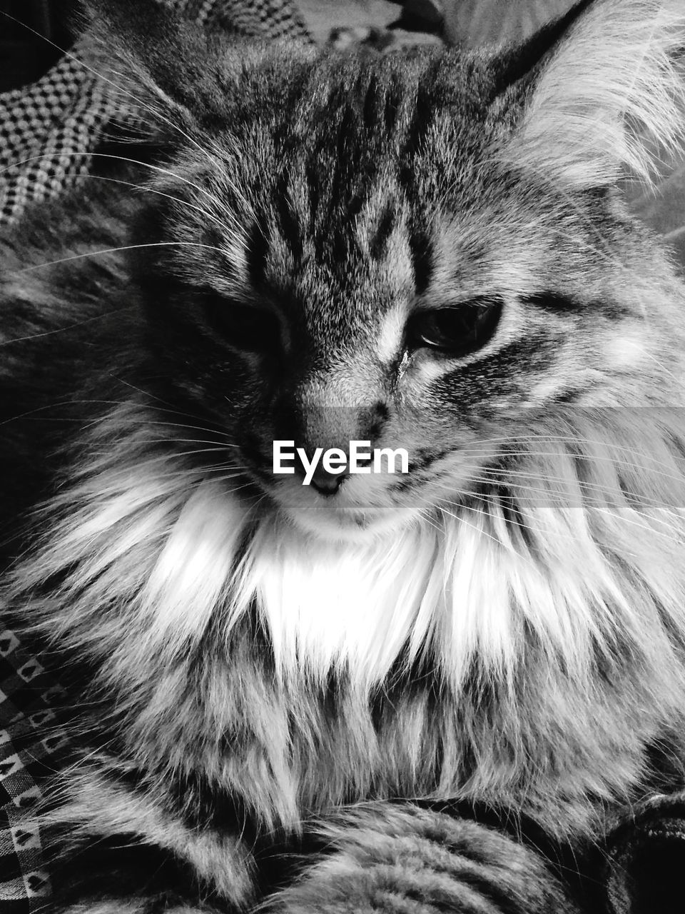 Close up of cat
