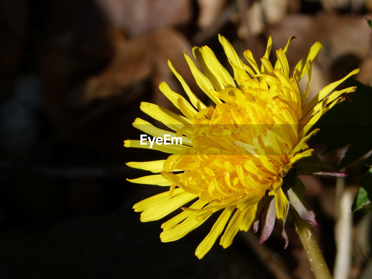 CLOSE-UP OF YELLOW FLOWER PLANT