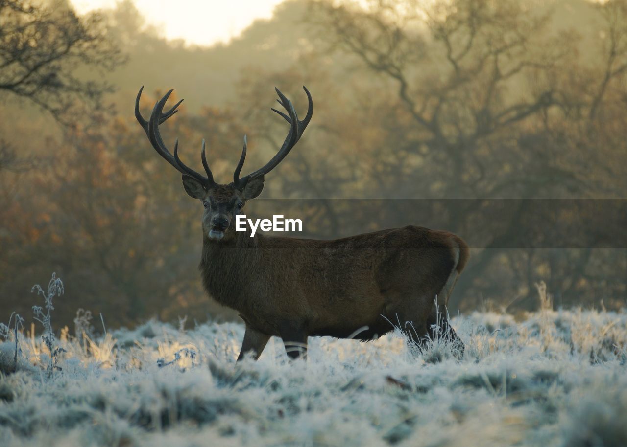 Mid section of deer against forest