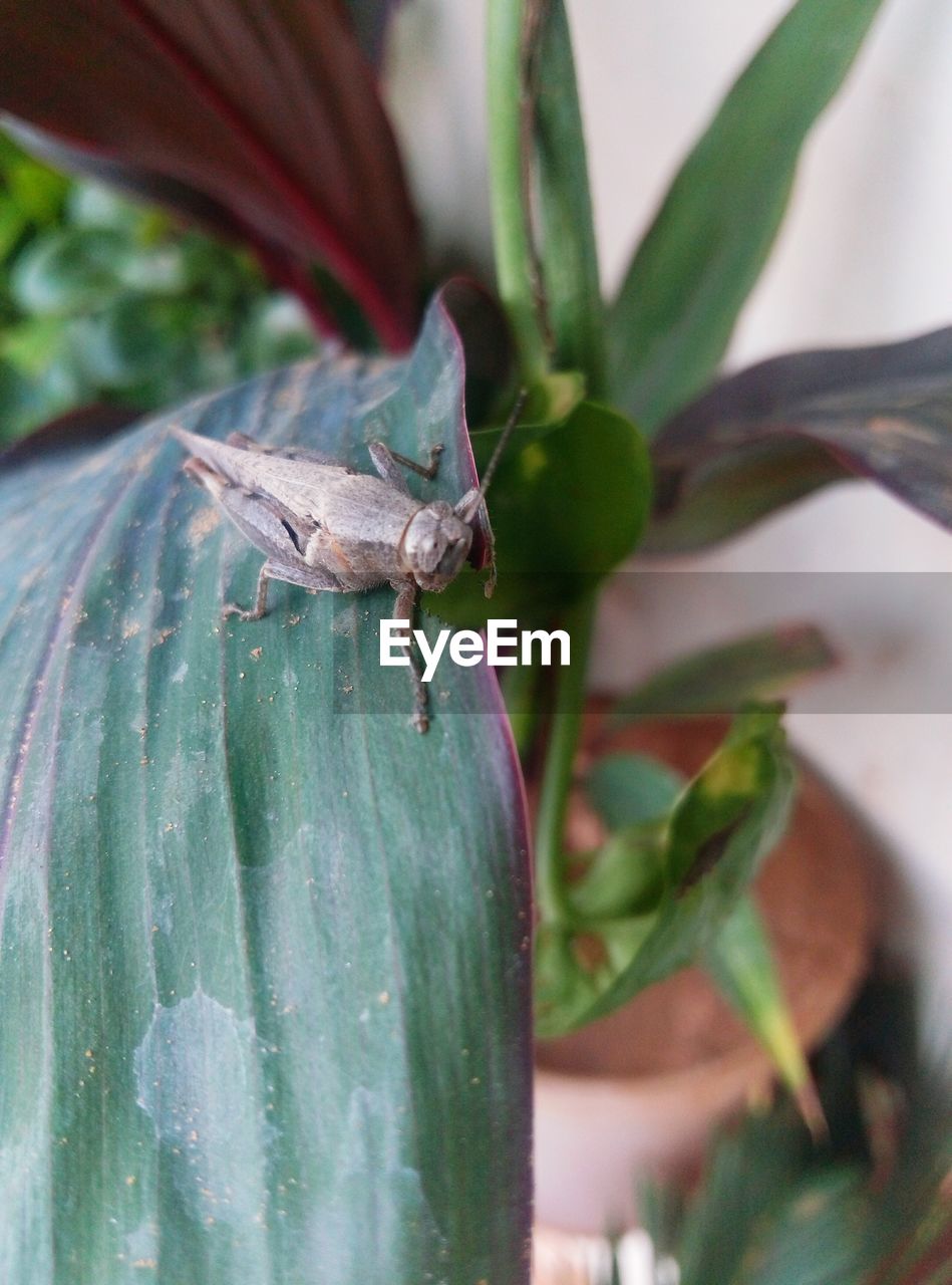 CLOSE-UP OF SPIDER