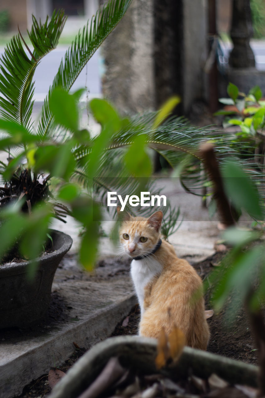 Portrait of cat sitting outdoors