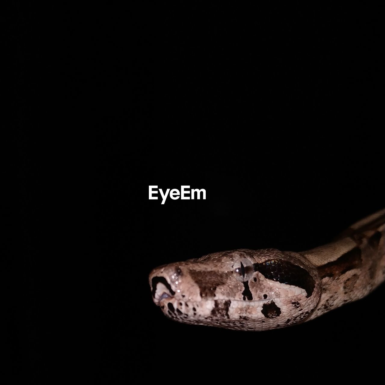 Close-up of an animal over black background