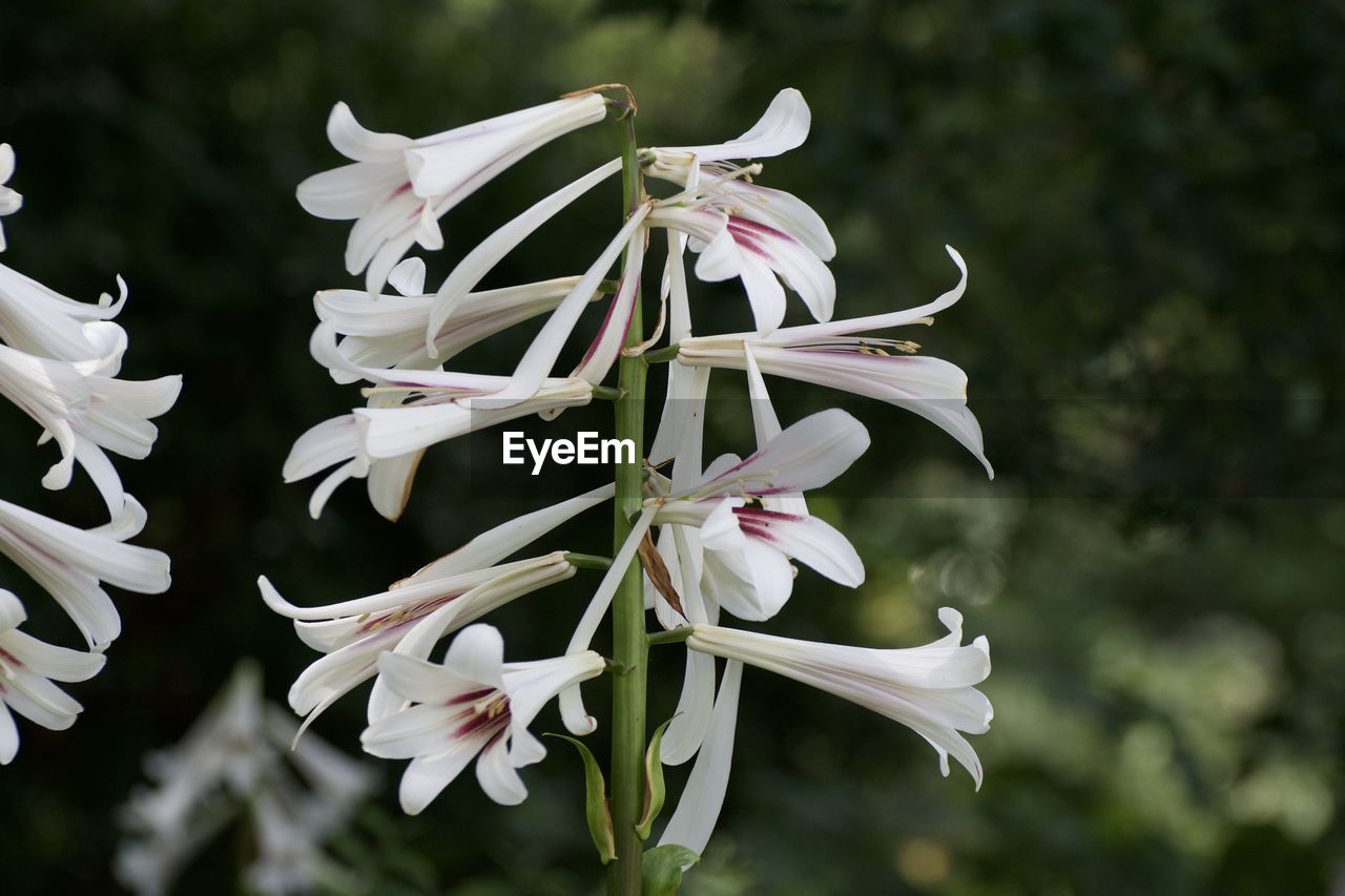 Close-up of white flowers