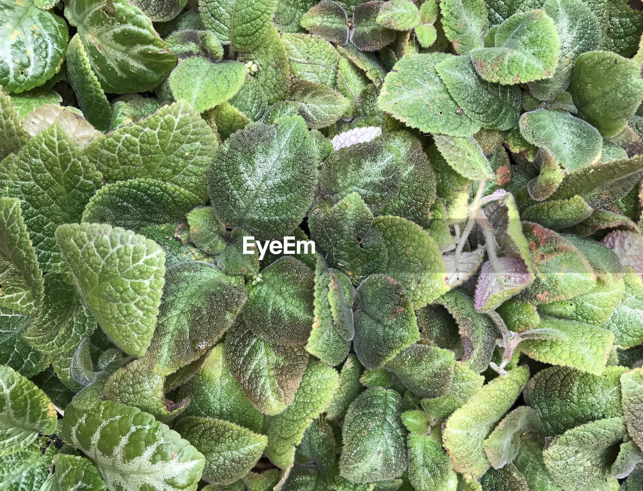 FULL FRAME SHOT OF GREEN PLANTS