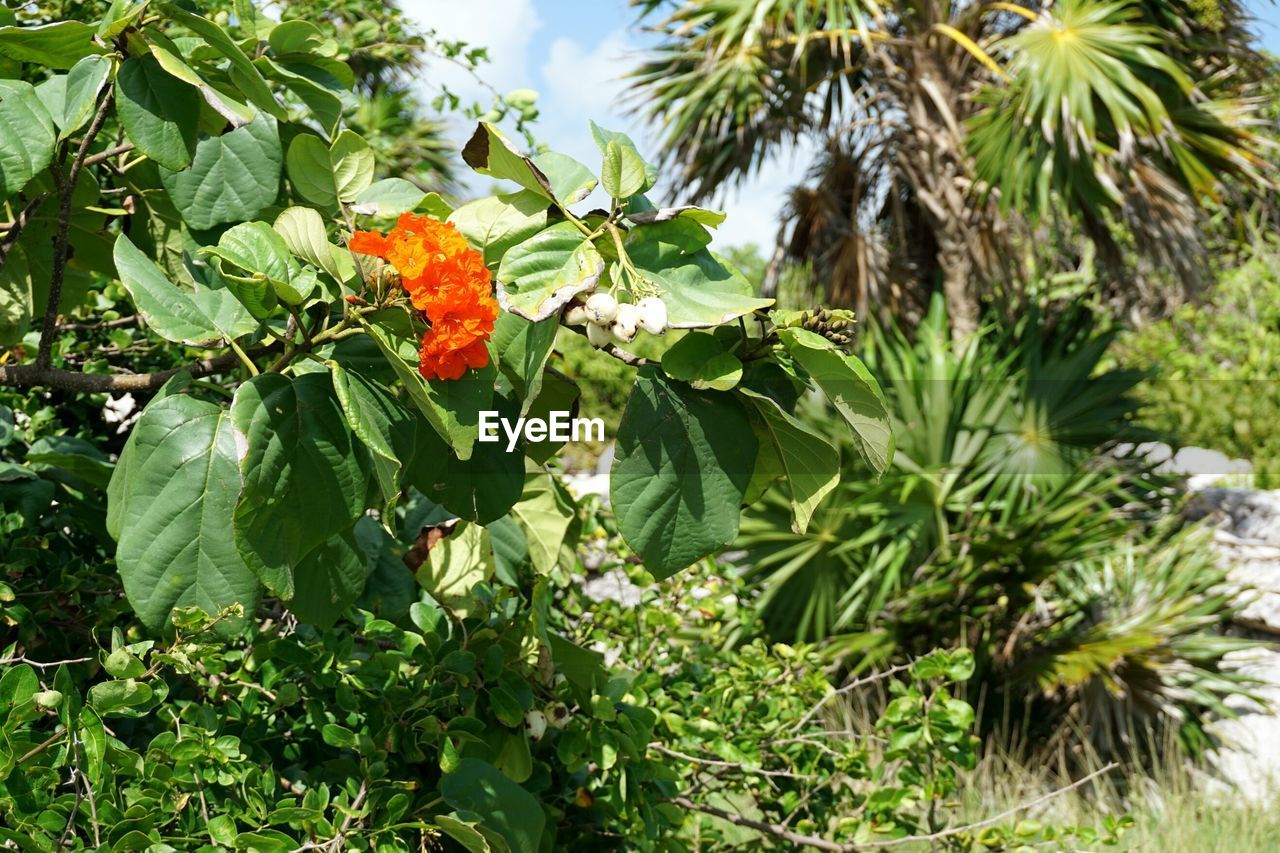 LOW ANGLE VIEW OF TREE GROWING ON PLANT