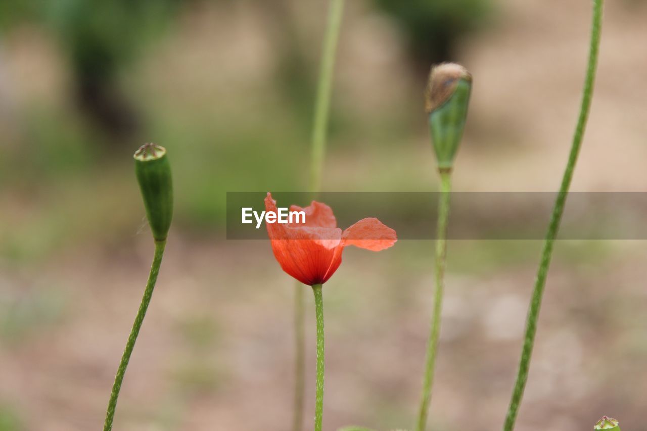 Close-up of red flower