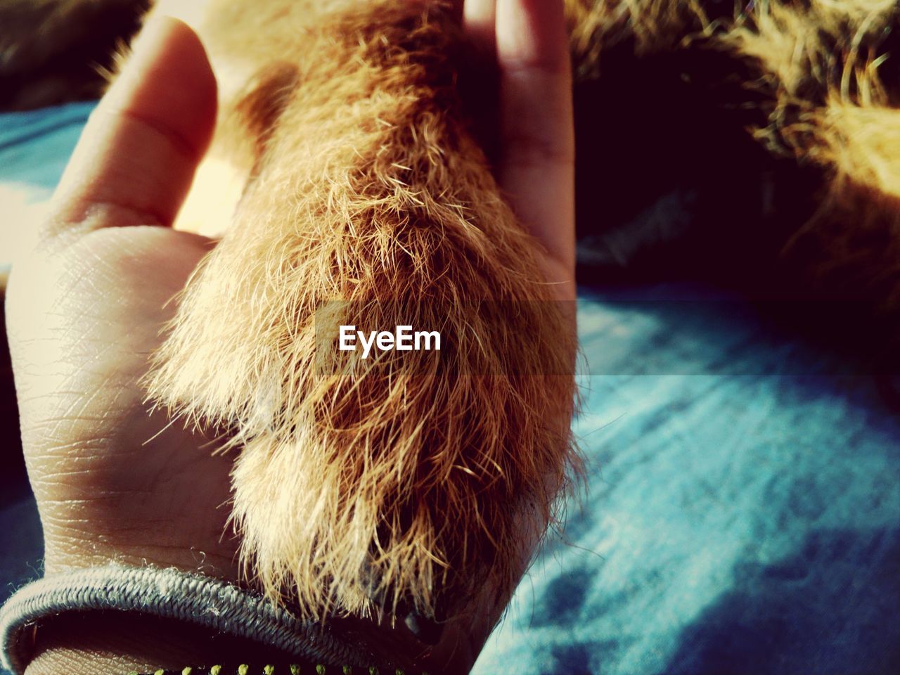 Close-up of woman holding dog paw