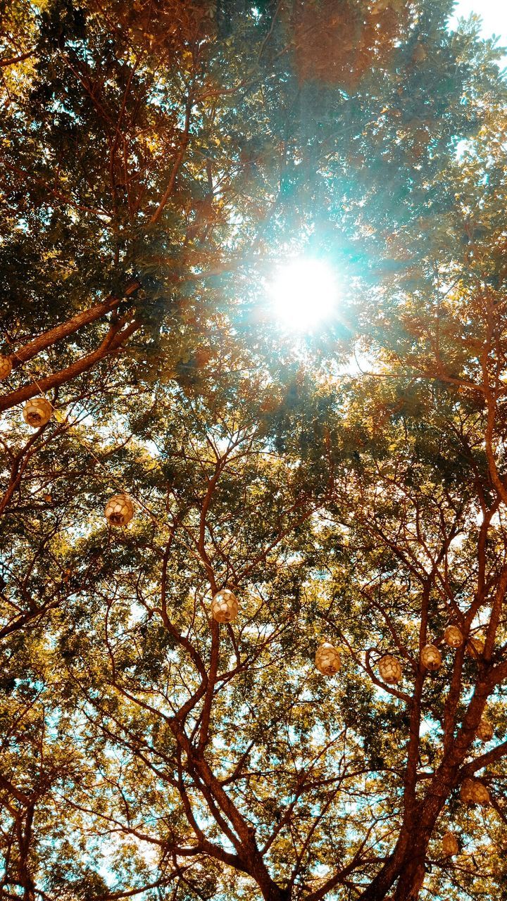 LOW ANGLE VIEW OF TREE AGAINST SUN