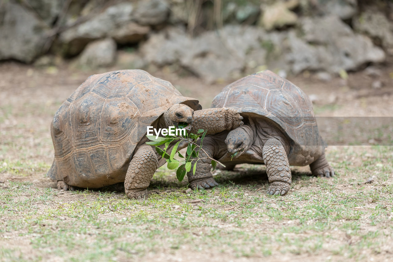 Tortoises on ground