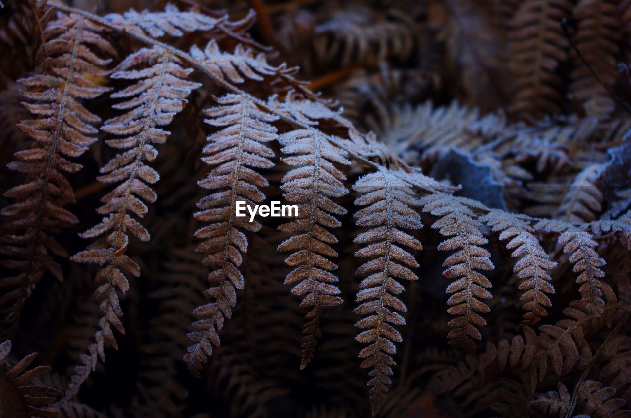 CLOSE-UP OF FROZEN PINE CONES DURING WINTER
