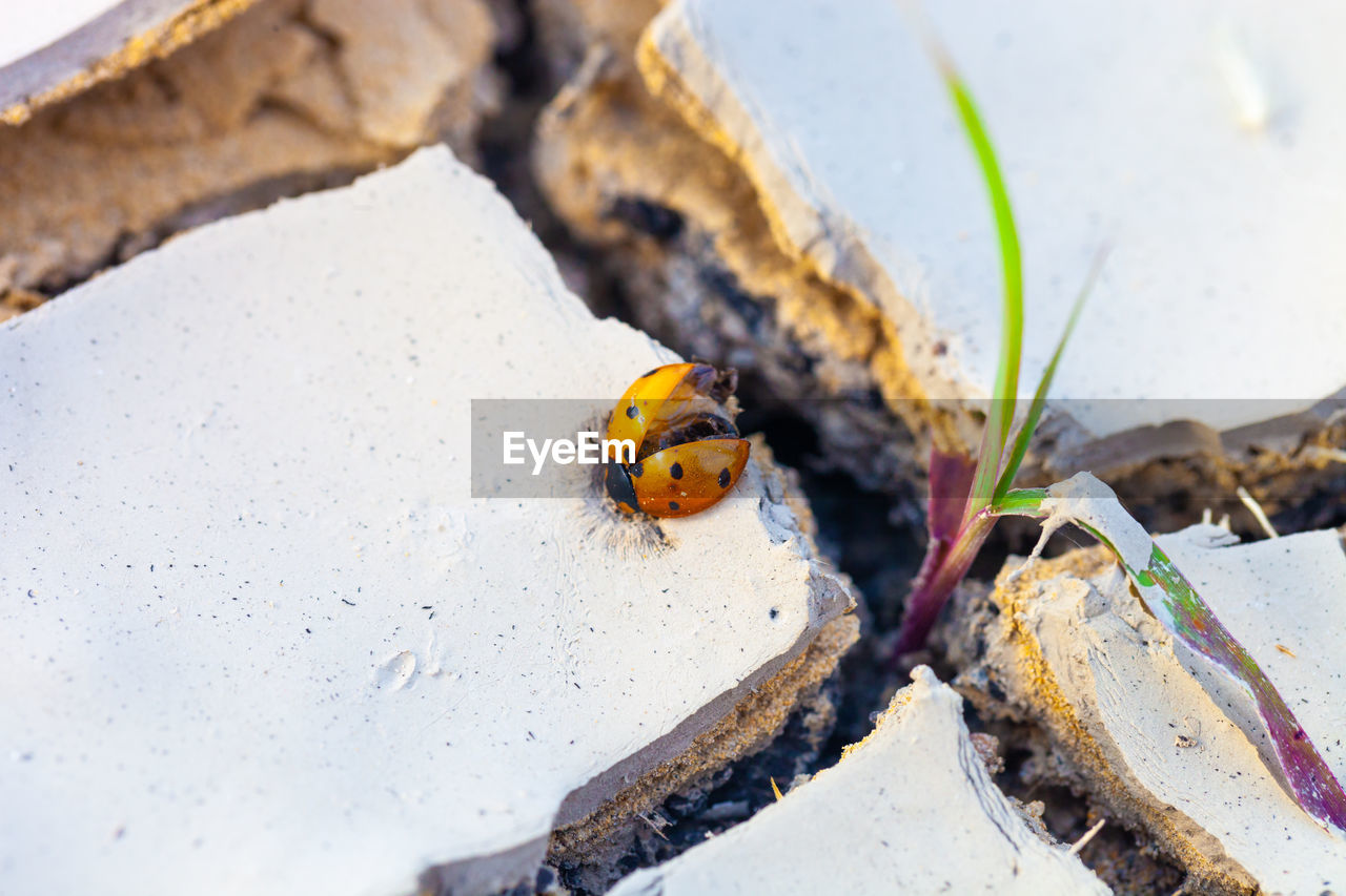 INSECT ON ROCK