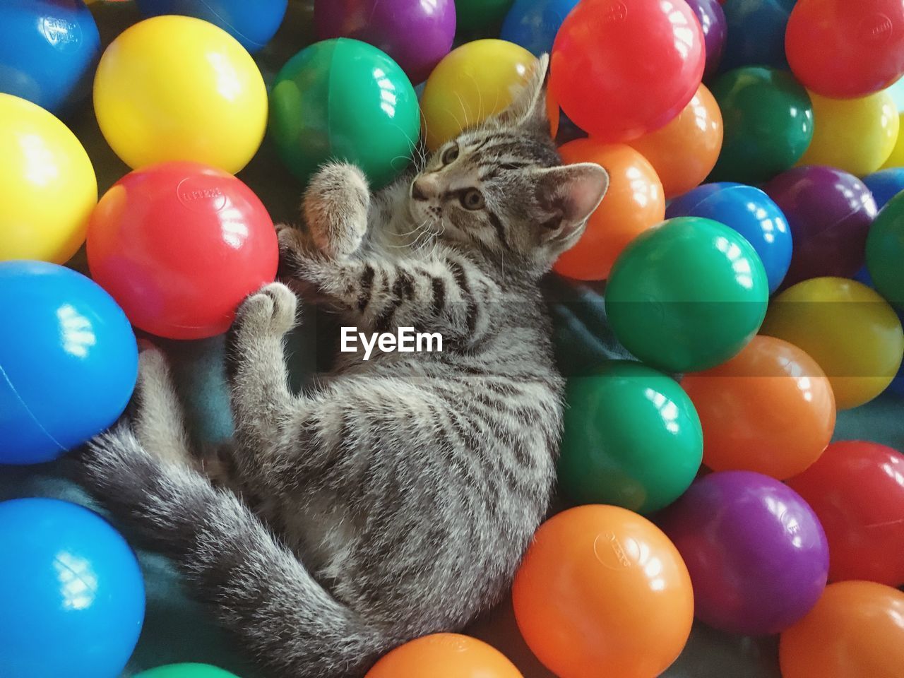 Close-up of cat in multi colored balls