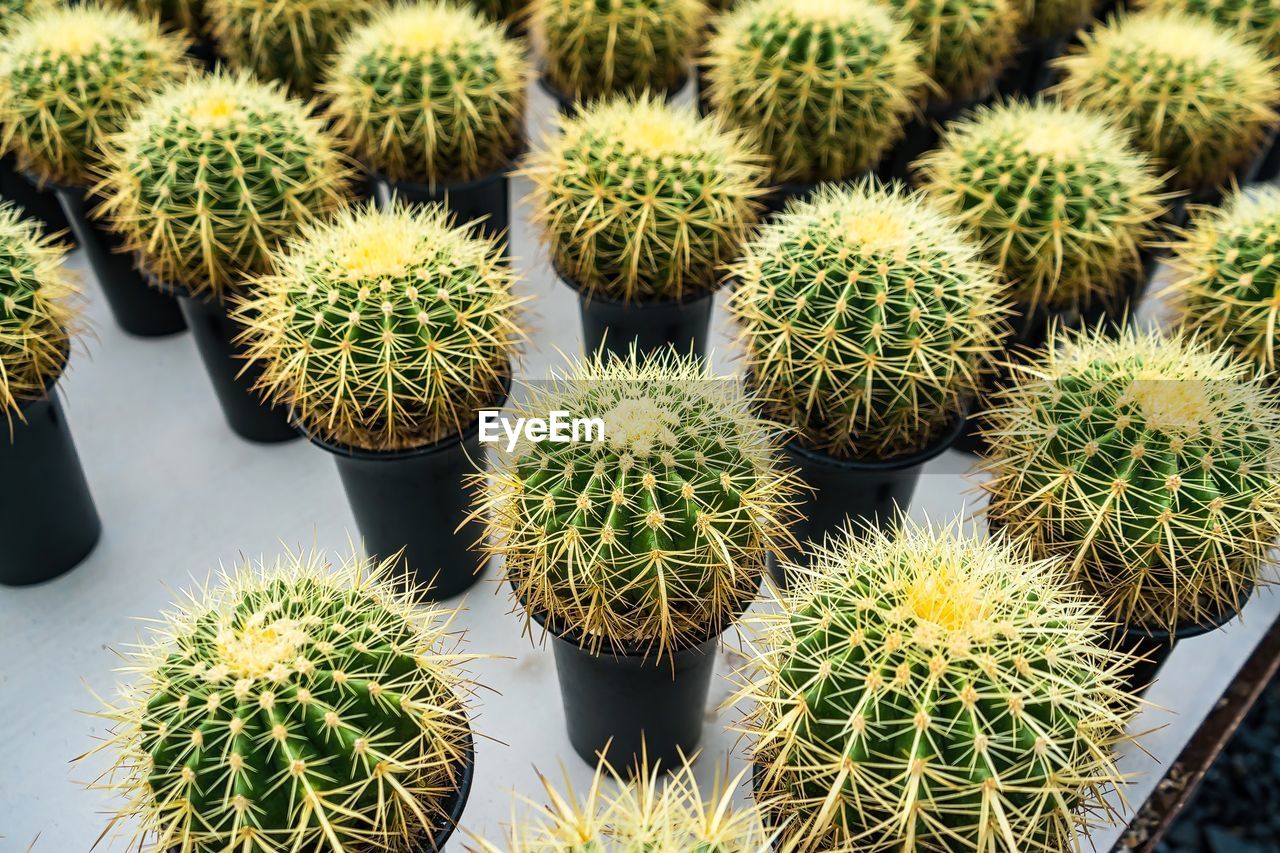 cactus, plant, succulent plant, thorn, green, no people, growth, spiked, nature, sharp, food and drink, food, flower, beauty in nature, backgrounds, outdoors, full frame, retail, high angle view, day, market, freshness, close-up, environment, large group of objects, produce, barrel cactus, potted plant, houseplant, sign, environmental conservation, healthy eating, communication