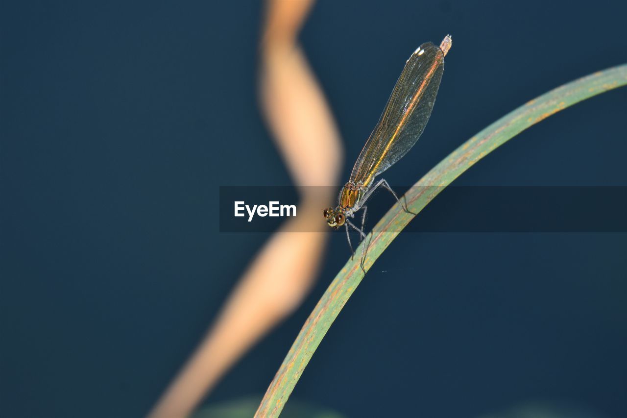 Close-up of dragonfly on plant