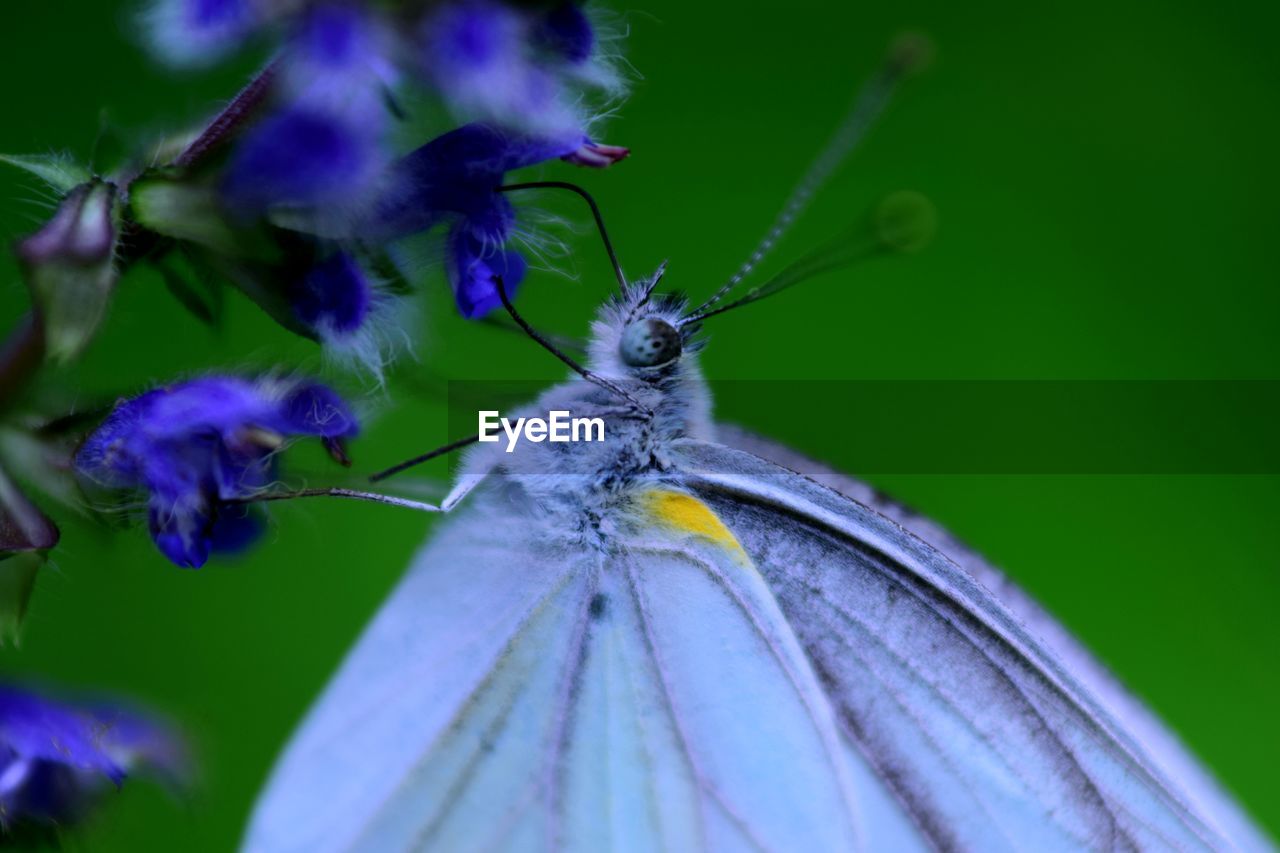 Close-up of butterfly on purple flower