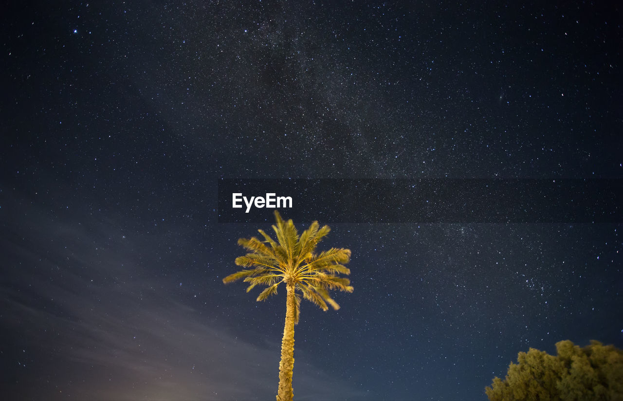 LOW ANGLE VIEW OF PALM TREE AGAINST STAR FIELD