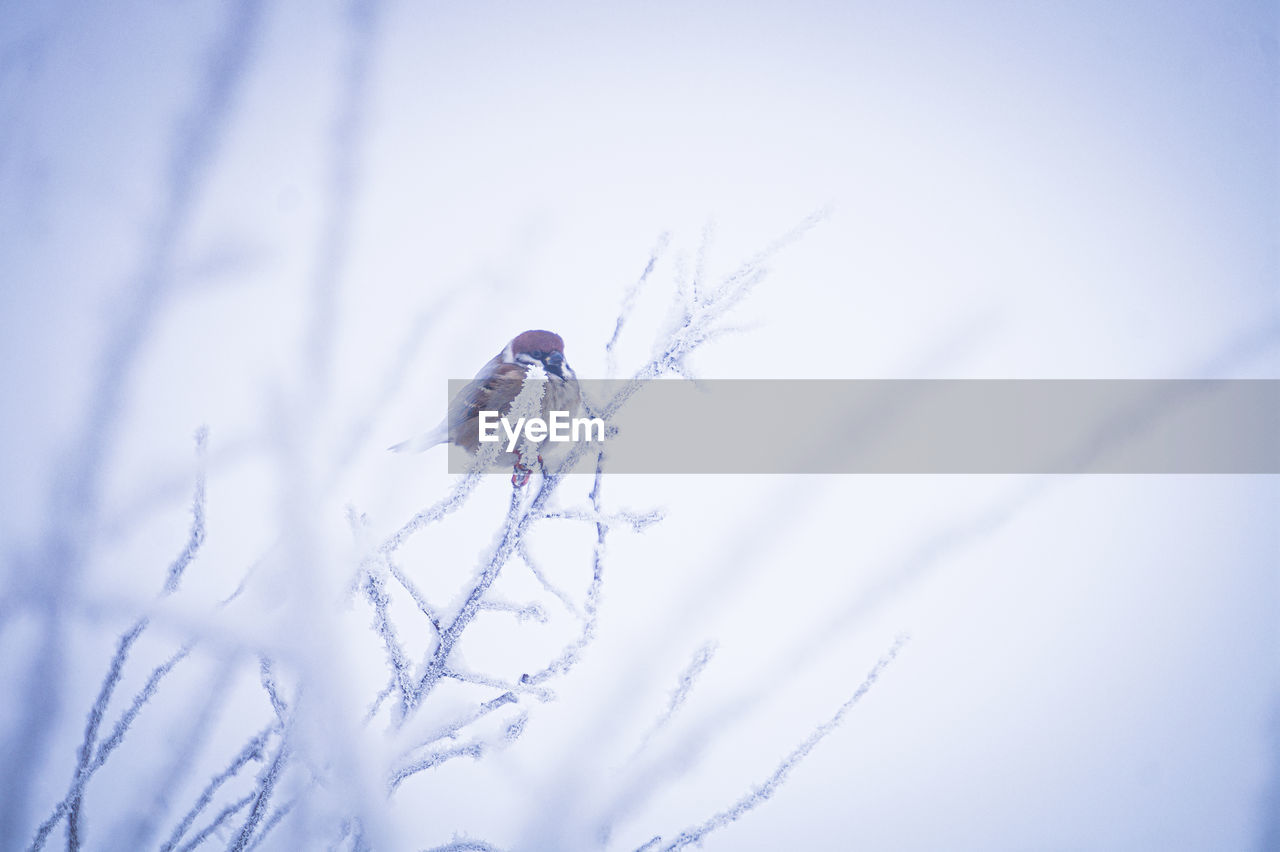 blue, nature, winter, snow, cold temperature, close-up, animal, no people, plant, animal themes, beauty in nature, animal wildlife, macro photography, selective focus, fragility, day, outdoors, frost, wildlife, branch, white, one animal, environment, insect, frozen, tranquility, macro, focus on foreground, sky