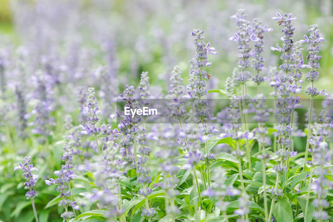 Close-up of purple flowering plants in garden