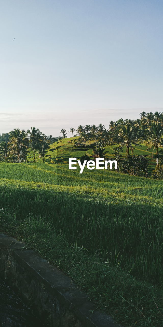 SCENIC VIEW OF FARMS AGAINST SKY