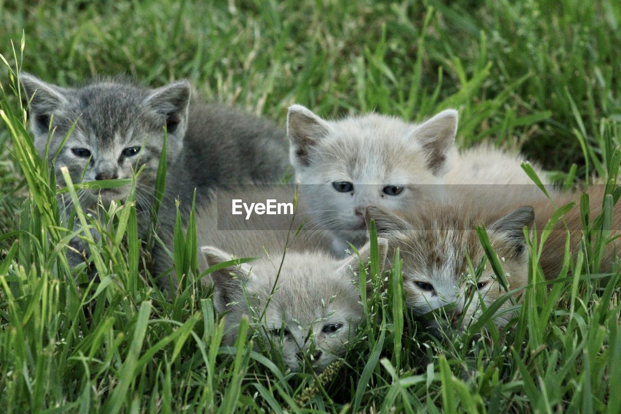 Portrait of kittens in a field