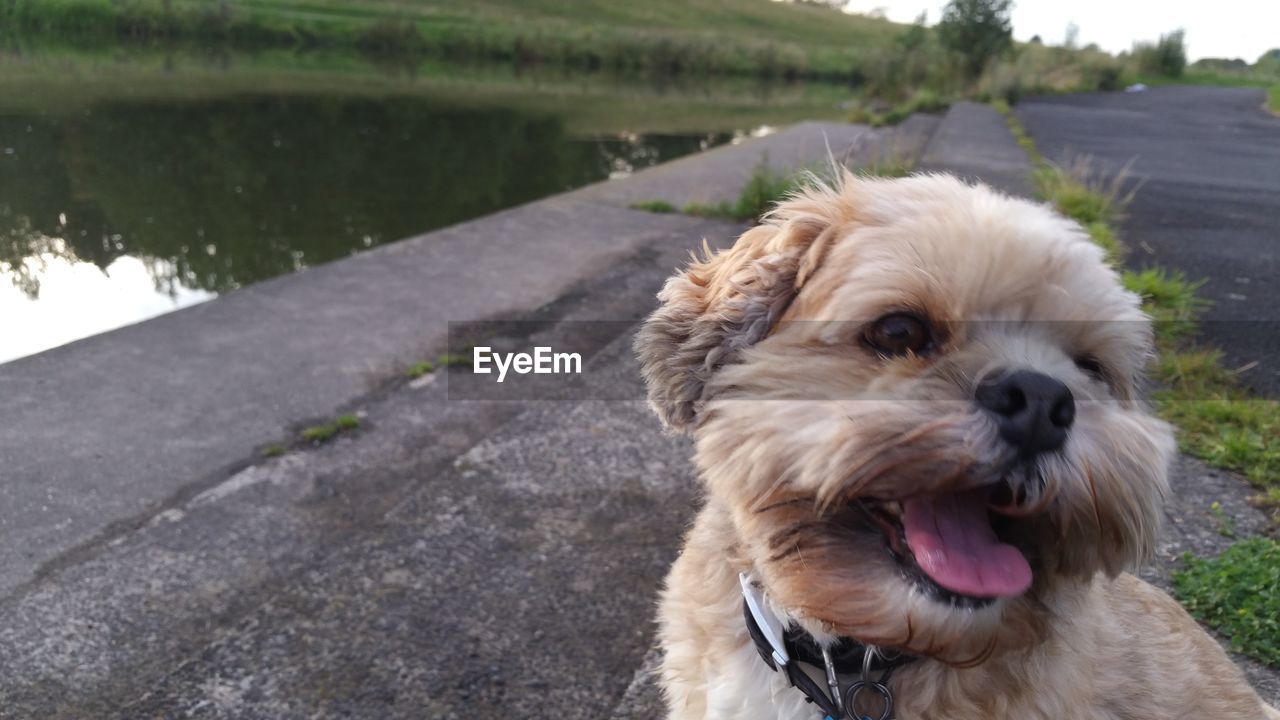 CLOSE-UP OF DOG AT WATER