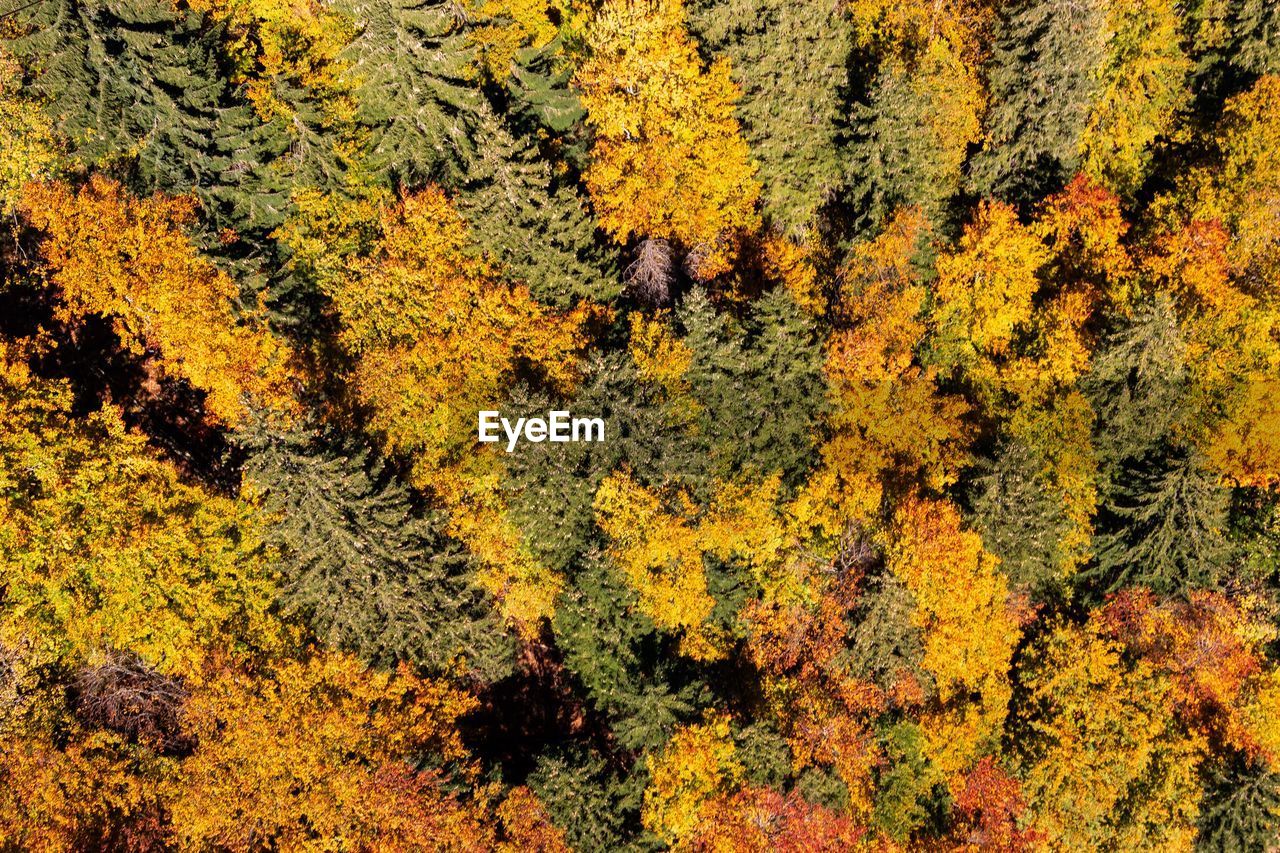 High angle view of trees in forest during autumn