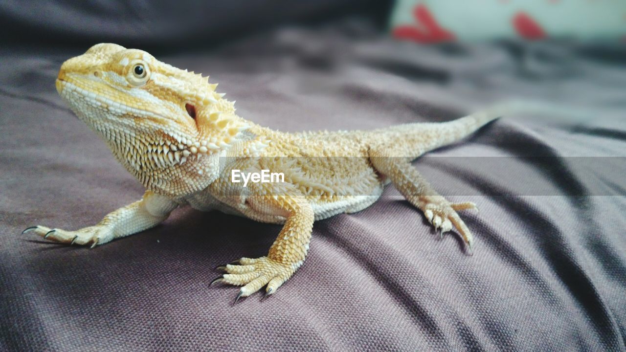 Close-up of bearded dragon lizard on bed