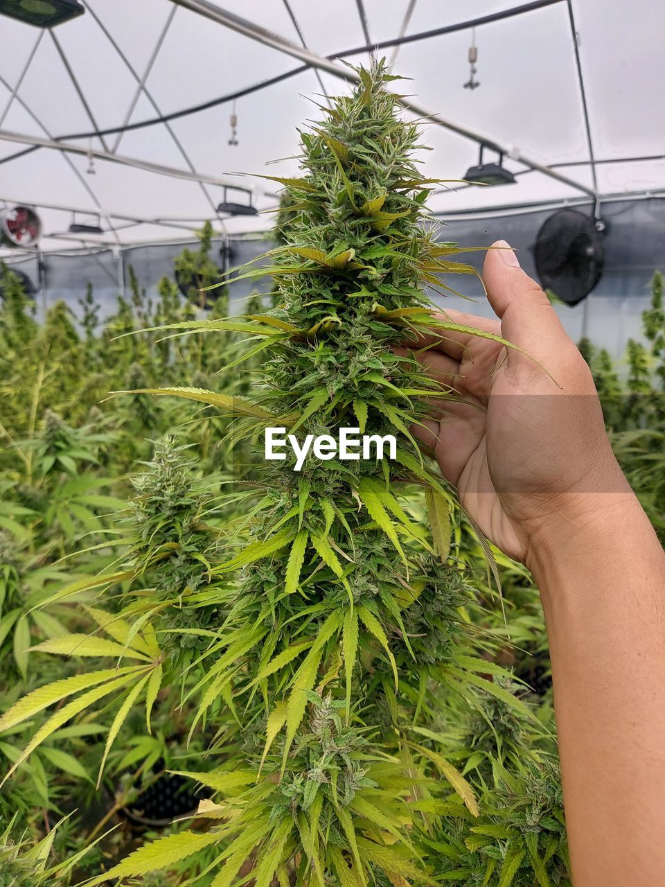 cropped hand of person holding plant