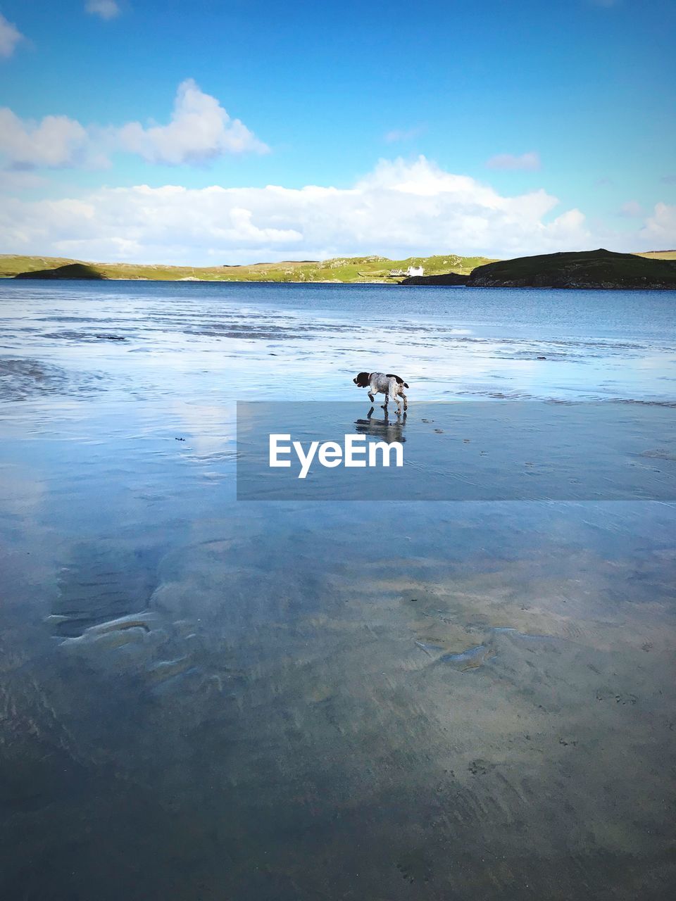 Scenic view of sea against sky with dog