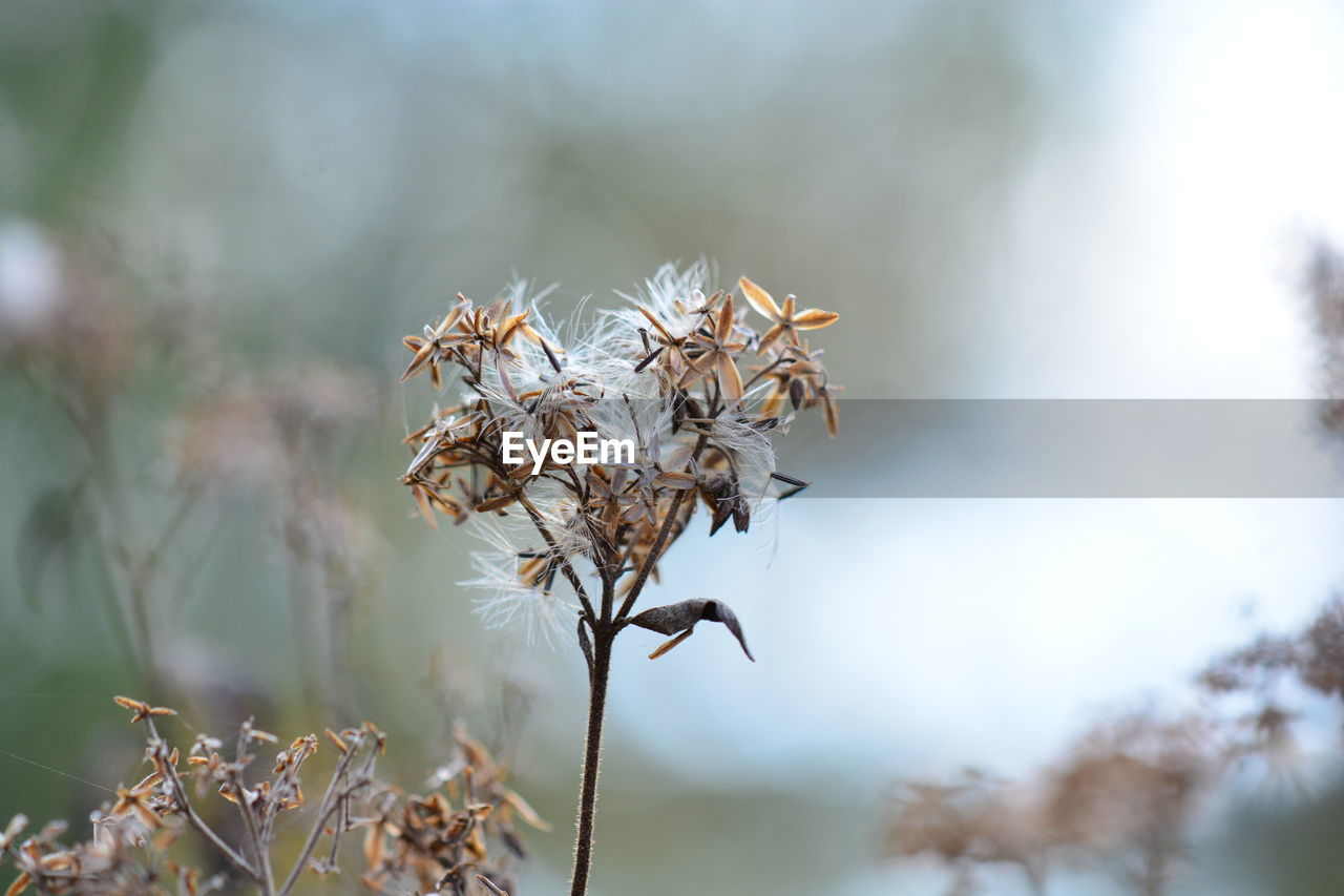 Close-up of wilted plant against blurred background