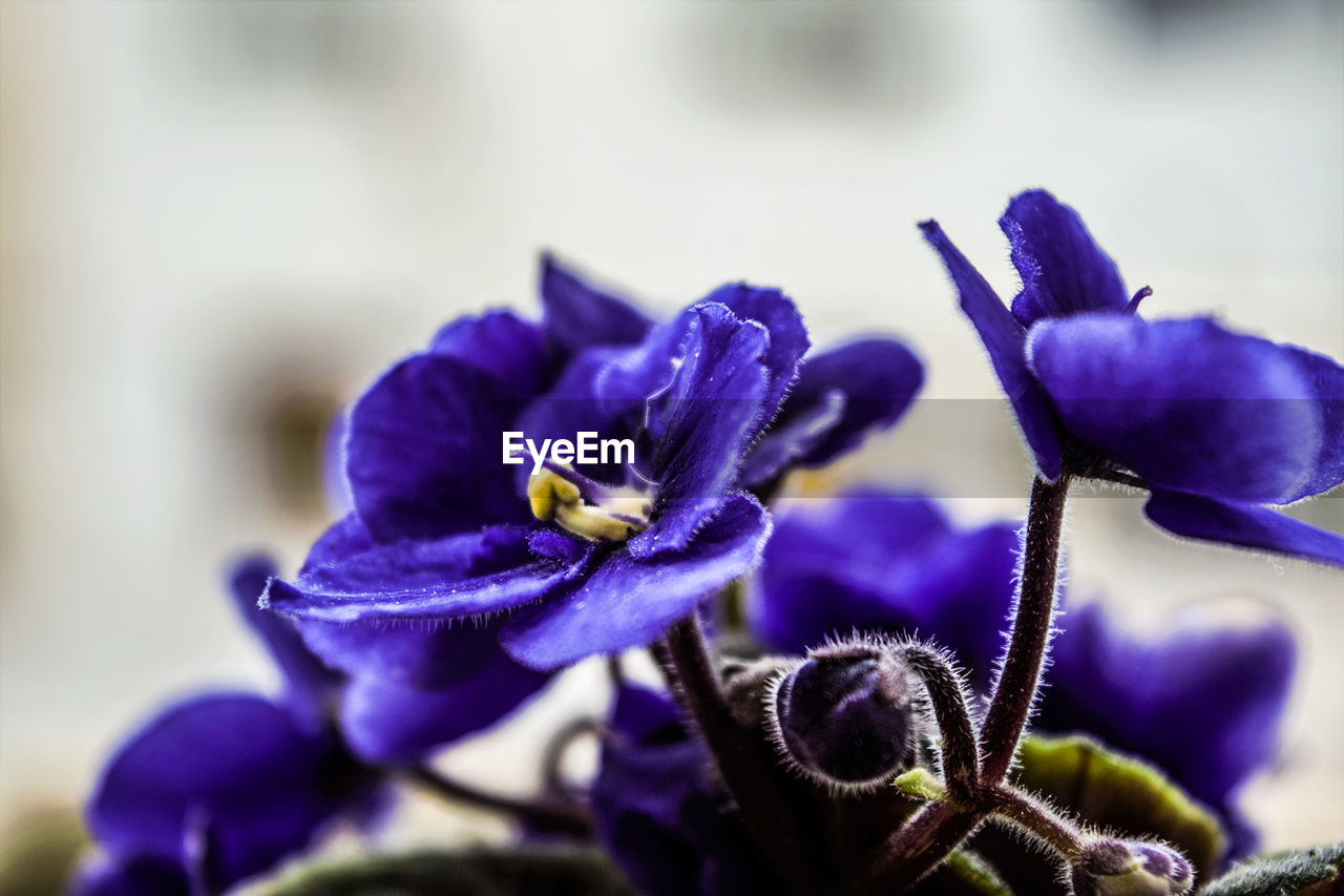 Close-up of purple flowers