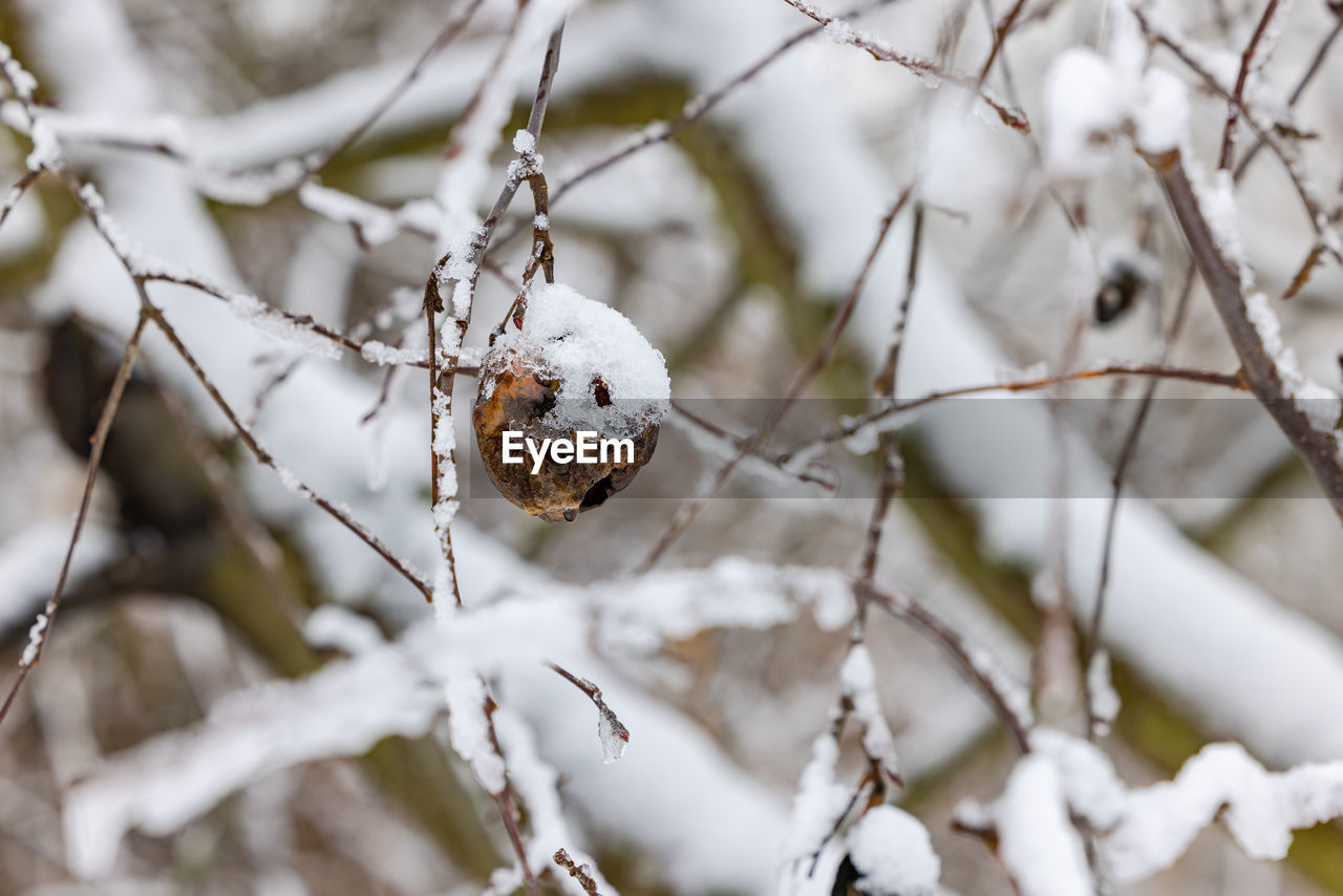 winter, snow, branch, spring, tree, nature, close-up, twig, cold temperature, plant, leaf, flower, freezing, animal, no people, frost, animal themes, wildlife, animal wildlife, focus on foreground, macro photography, outdoors, blossom, day, beauty in nature, white, bird, environment, selective focus, one animal, forest